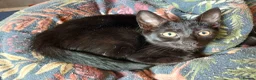 Mixed Breed cats for sale: 3 kittens looking for home in Bradford - Advert 10