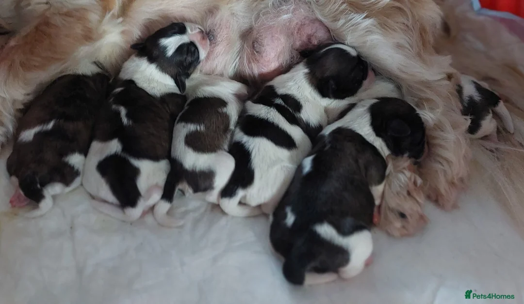 Shih Tzu dogs for stud: Stunning KC Shih Tzu Available for Stud Services in Swindon - Advert 9