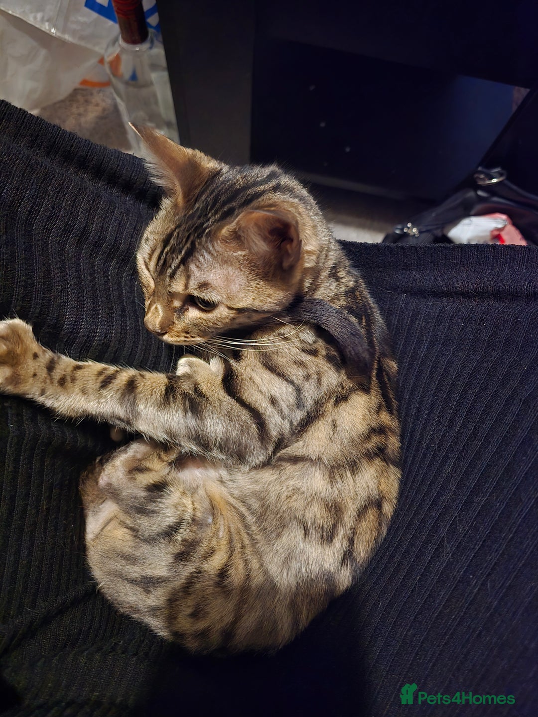 Bengal cats for sale: Bengal female (open to offers) - Advert 3