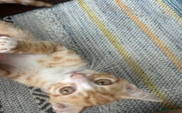 Asian cats for sale: Tabby/ginger kittens  - Image 7