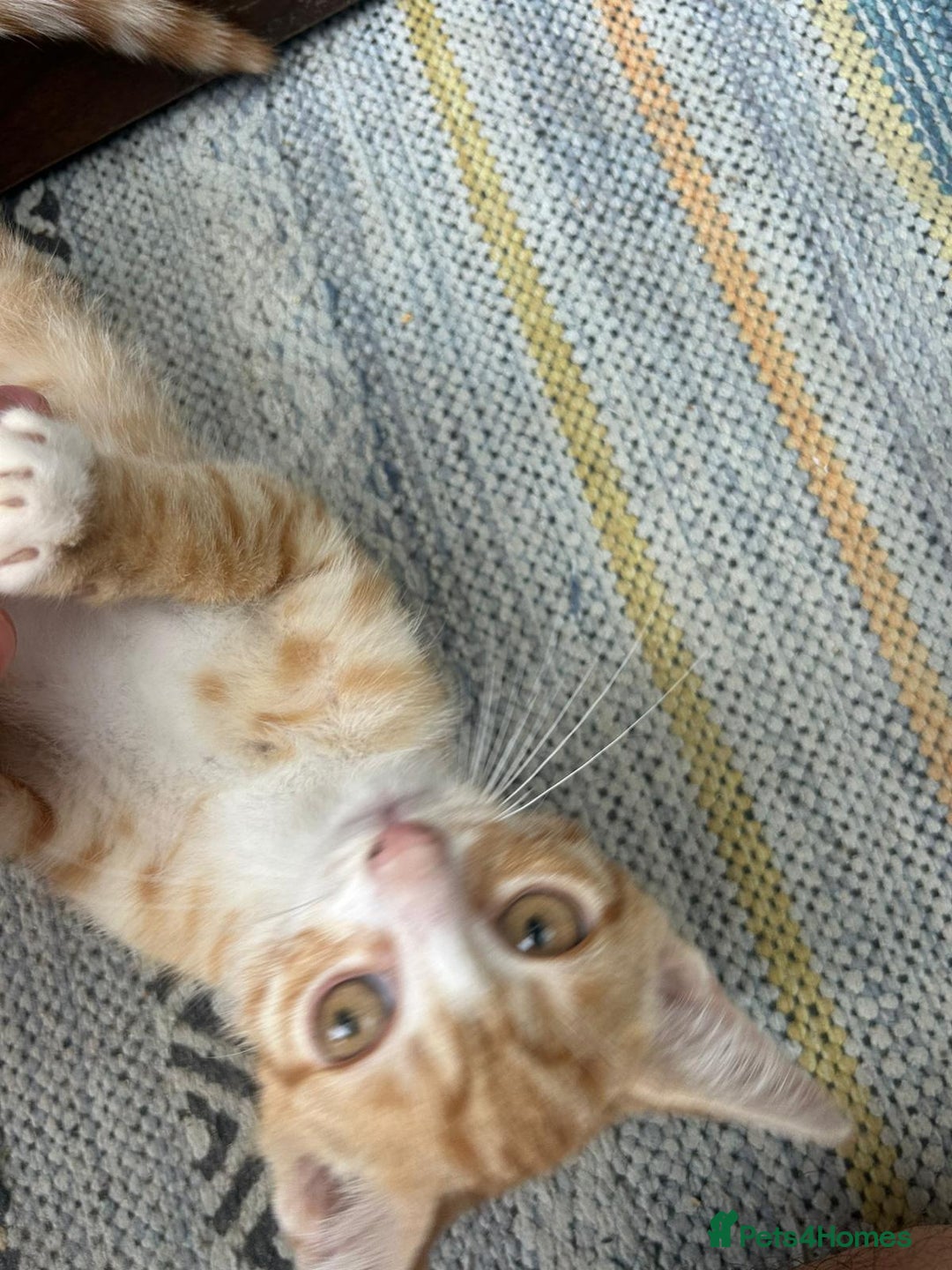 Asian cats for sale: Tabby/ginger kittens  - Image 7