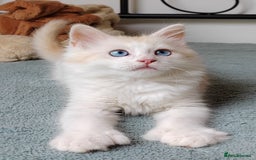 Mixed Breed cats for sale: Kittens with Mittens!! Unique Maine Coon x  - Image 6