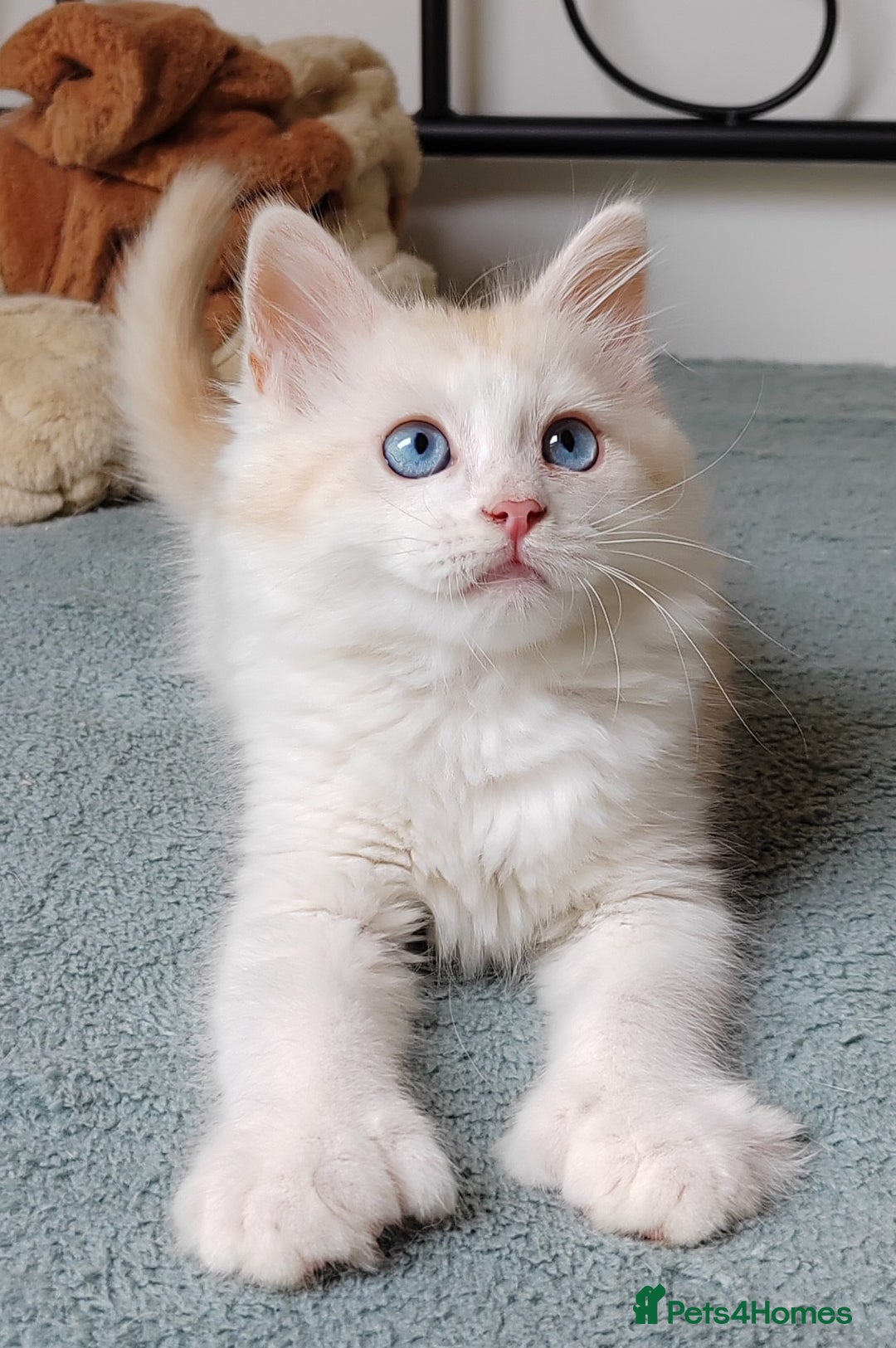 Mixed Breed cats for sale: Kittens with Mittens!! Unique Maine Coon x  - Image 6