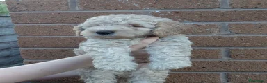 Cream Boy
