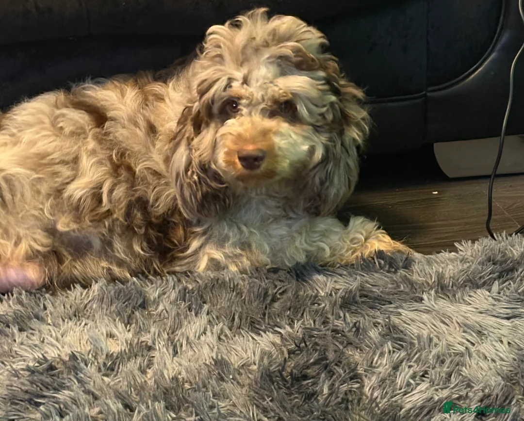 Mixed Breed dogs for sale: Cavapoo Puppies  - Advert 21