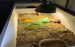 Tortoise reptiles for sale: 2 x Horsefield tortoise - Image 2