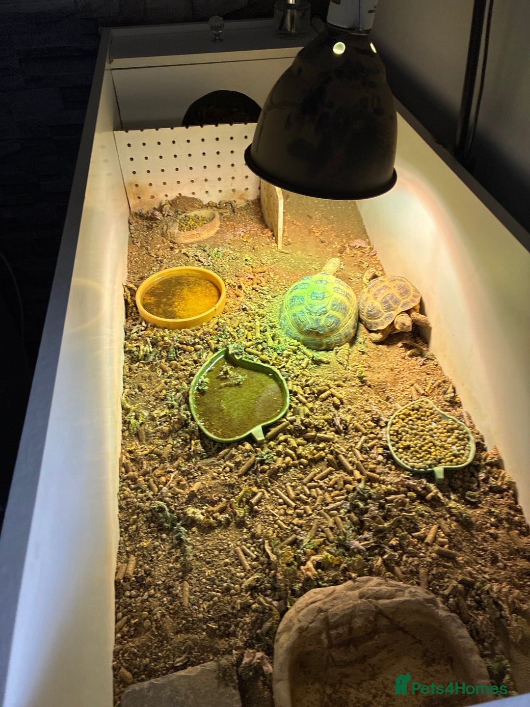 Tortoise reptiles for sale: 2 x Horsefield tortoise - Image 2