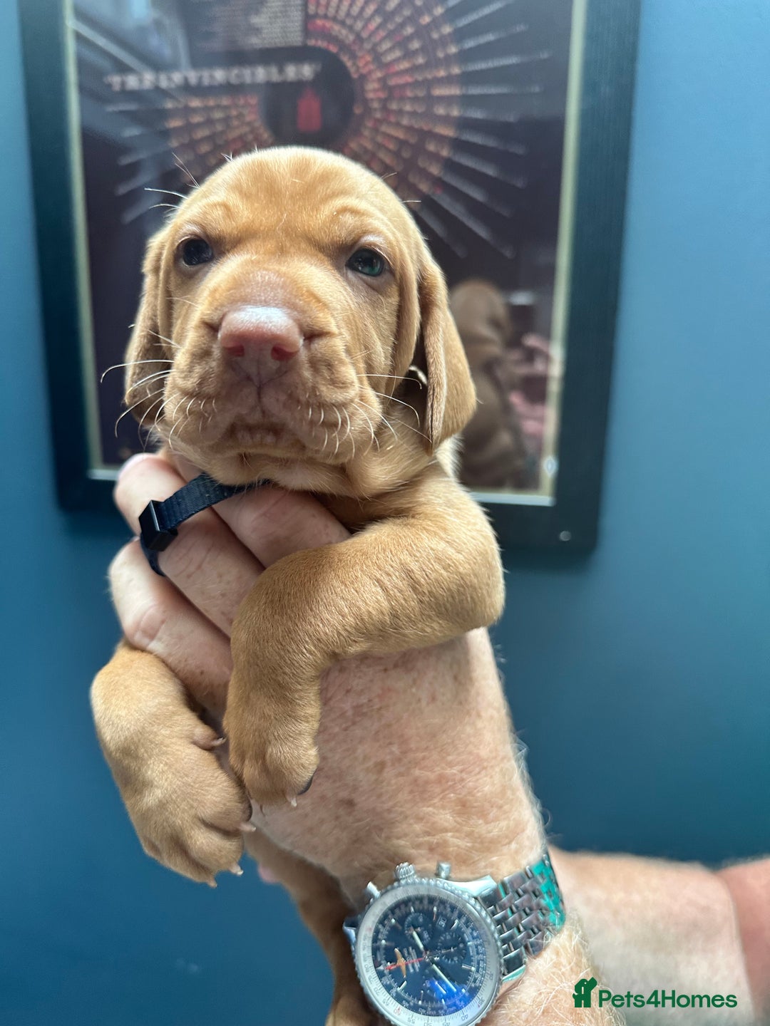 Hungarian Vizsla dogs for sale: 1CHUNKY DEEP RED HUNGARIAN VIZSLA GIRL PUPPY LEFT - Image 15