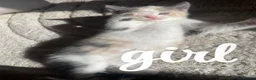 Domestic Shorthair cats for sale: Kittens  in Brierley Hill - Advert 5