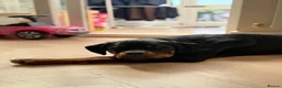 Rottweiler dogs for sale: 6month old Rottweiler puppy  - Advert 4