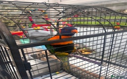 Parakeets birds for sale: Red neck parakeet - Image 1