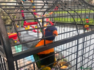 Parakeets birds - Advert 16