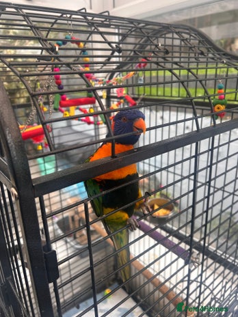 Parakeets birds - Advert 2