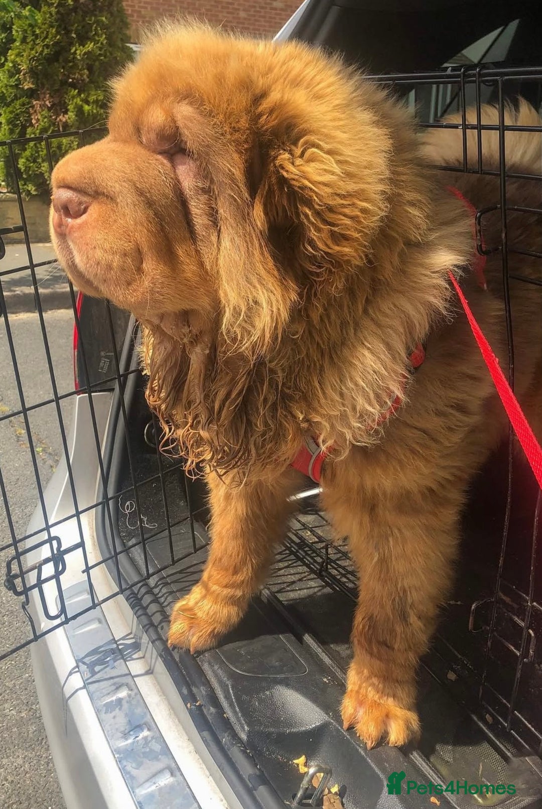 Shar Pei dogs for sale: ONLY 3 LEFT. OUTSTANDING KC BEAR & BRUSH PUPS - Advert 4