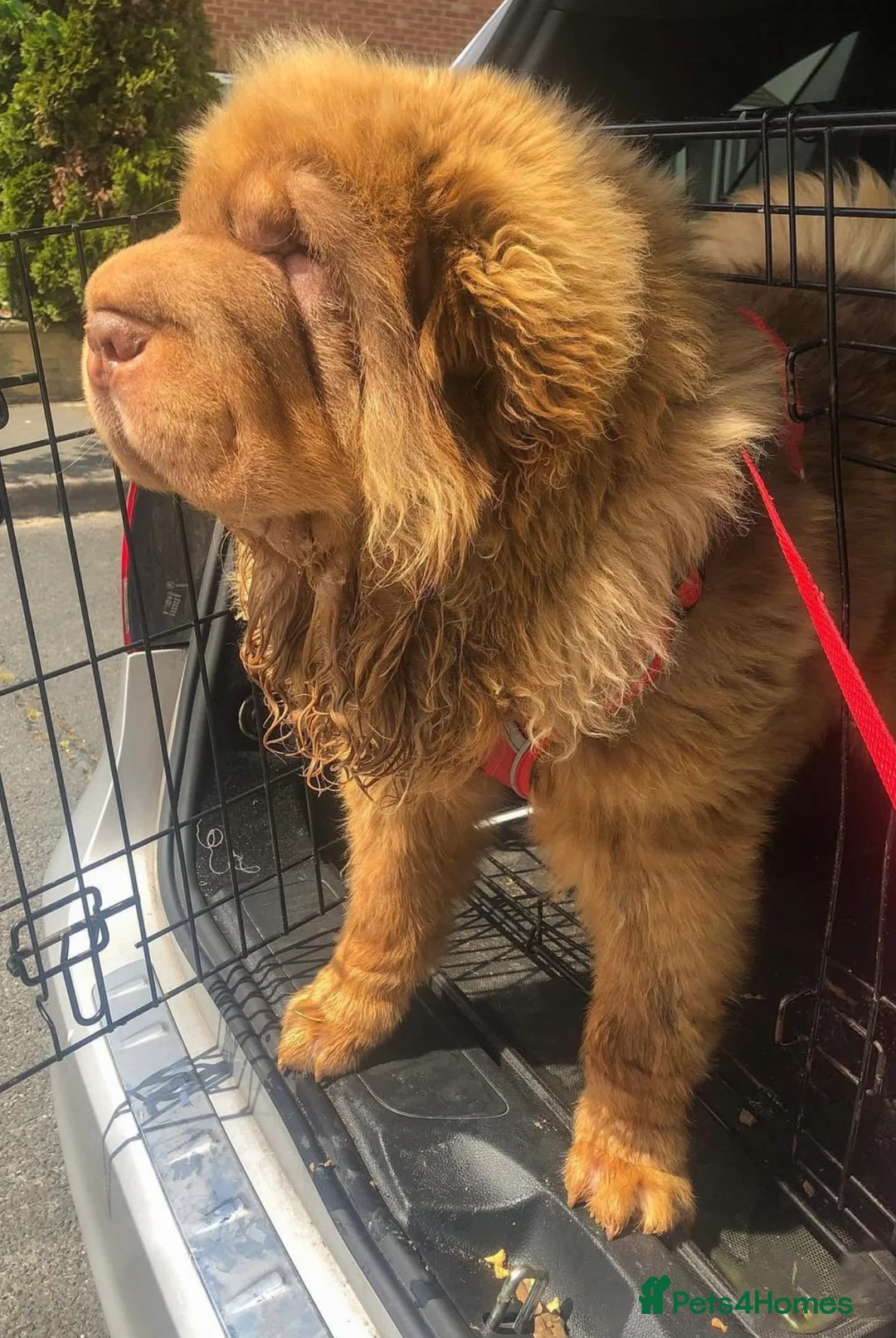 Shar Pei dogs for sale: ONLY 2 LEFT. OUTSTANDING KC BEAR & BRUSH PUPS - Advert 6