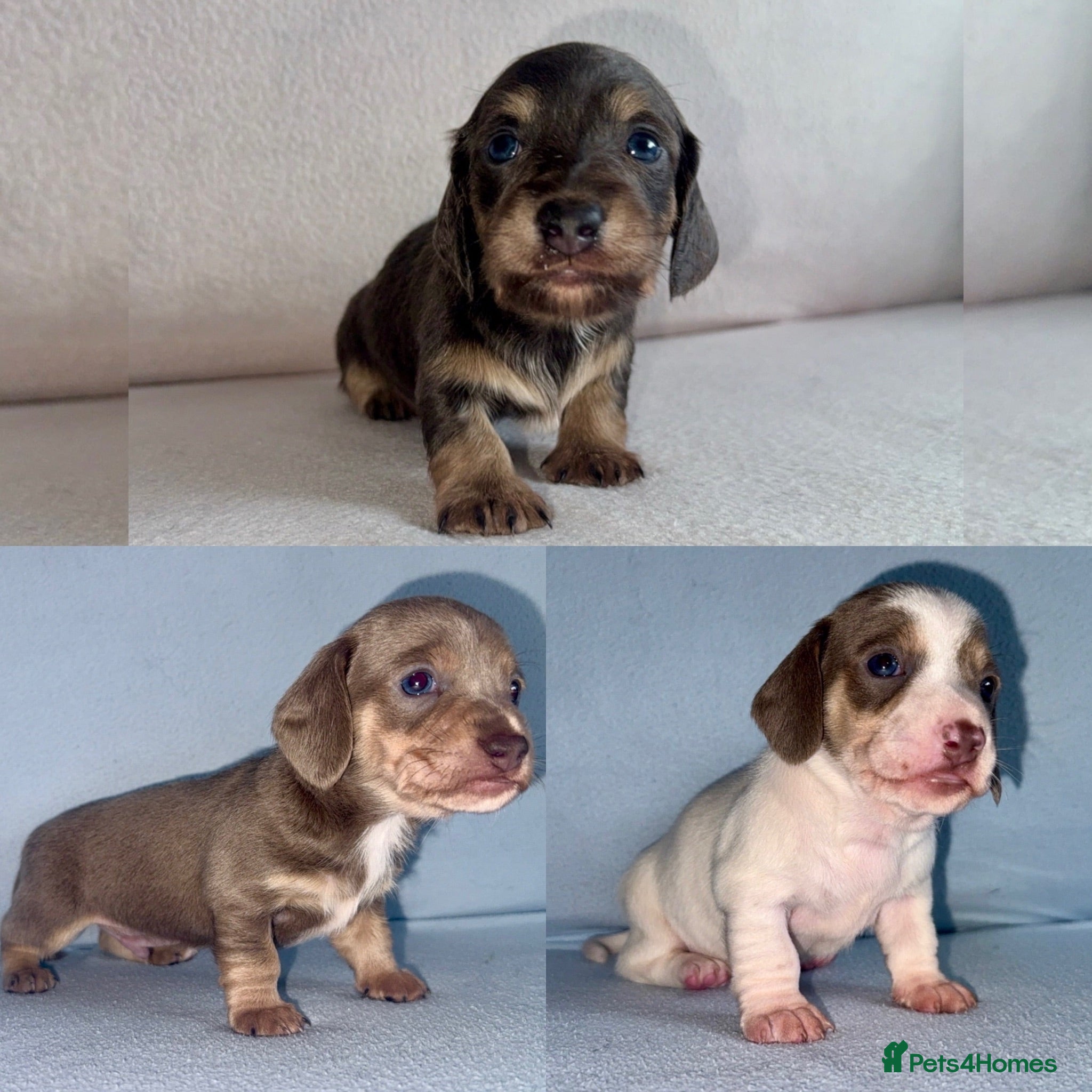 Miniature Dachshund dogs Quality Miniature Dachshunds - Advert 1