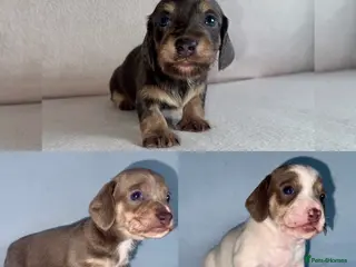 Miniature Dachshund dogs Quality Miniature Dachshunds - Advert 1