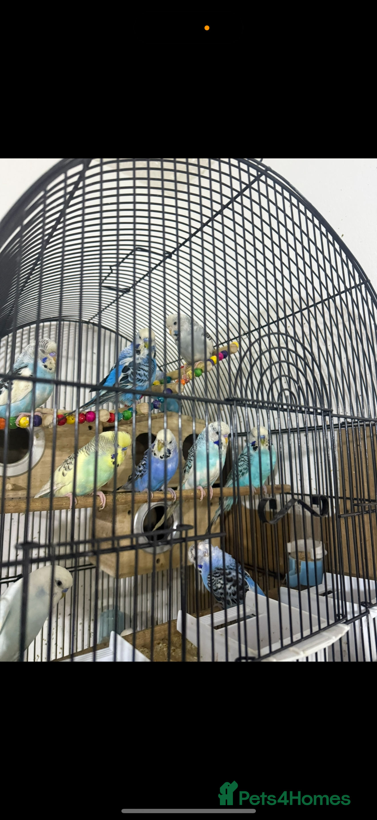 Budgerigars birds Budgies - Advert 21