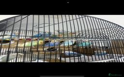 Budgerigars birds for sale: Budgies - Image 1