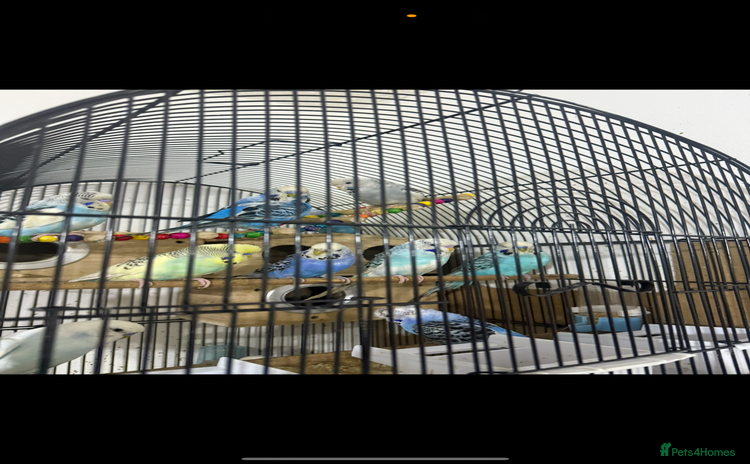 Budgerigars birds - Advert 1