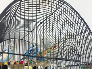 Budgerigars birds - Advert 1