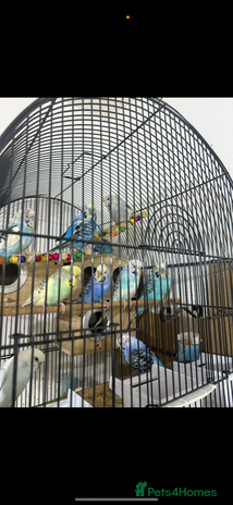 Budgerigars birds - Advert 2