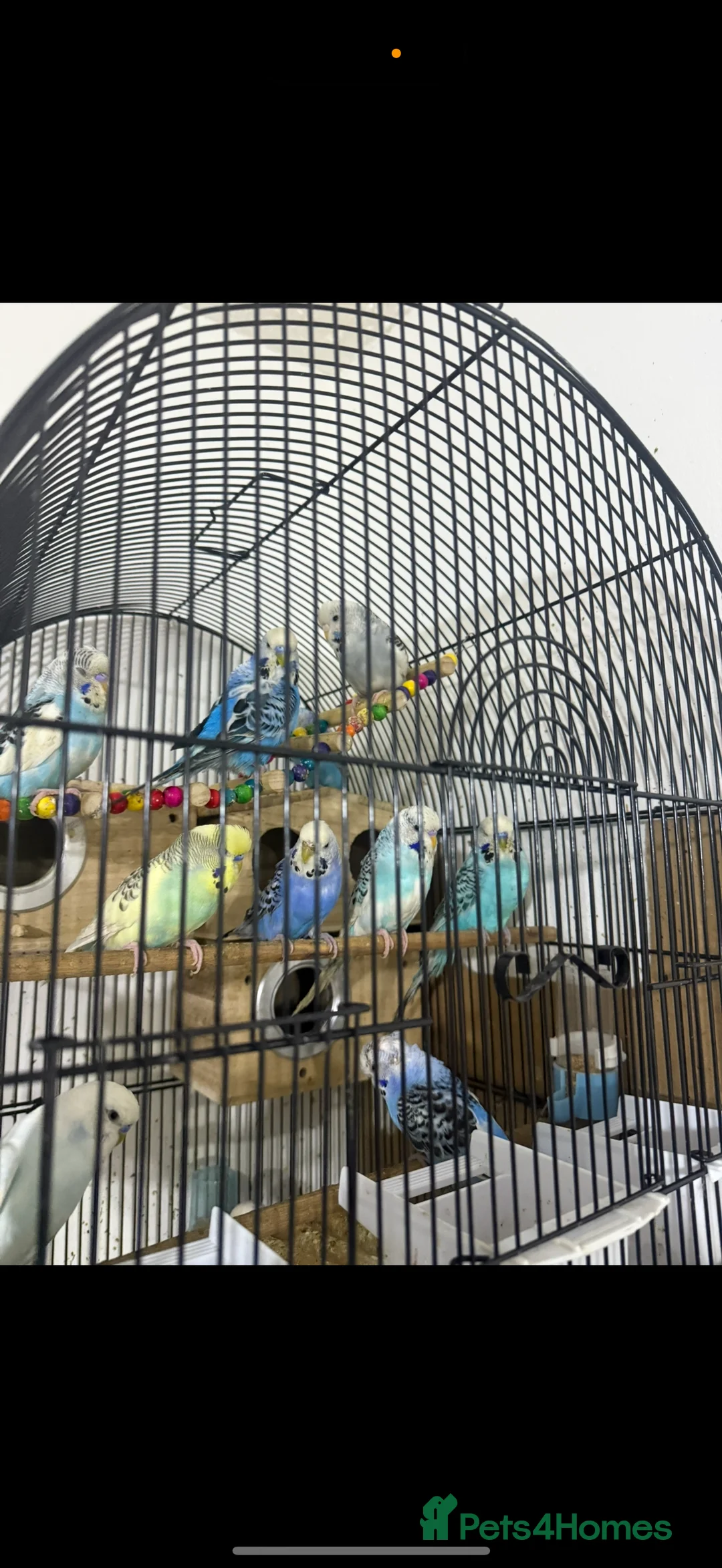 Budgerigars birds for sale: Budgies - Advert 1