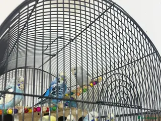 Budgerigars birds Budgies - Advert 1