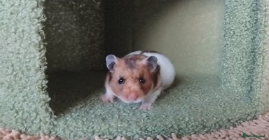 Hamster rodents - Advert 1
