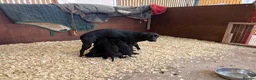 Labrador Retriever dogs for sale: Black KC Registered Labrador pups in Market Drayton - Advert 1