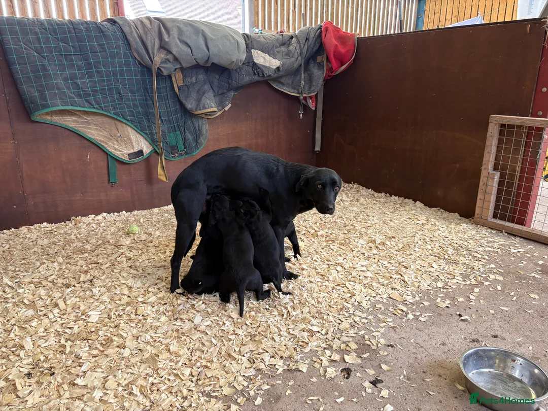 Labrador Retriever dogs for sale: Black KC Registered Labrador pups in Market Drayton - Advert 1