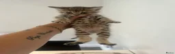 Savannah cats for sale: £700 female only left f3 - Advert 1