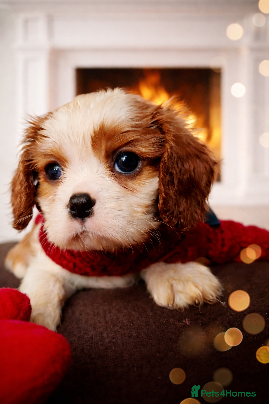 Cavalier King Charles Spaniel dogs KCC spaniels 1boy left health tested parents  - Advert 3