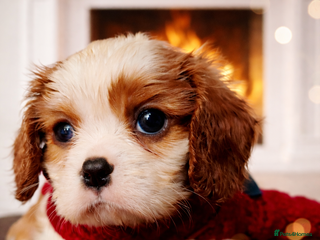 Cavalier King Charles Spaniel dogs KCC spaniels 1boy left health tested parents - Advert 7