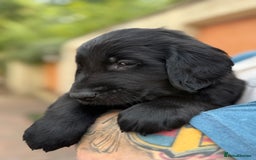 Flat coated Retriever dogs for sale: KC Registered puppies from outstanding parents. - Image 22