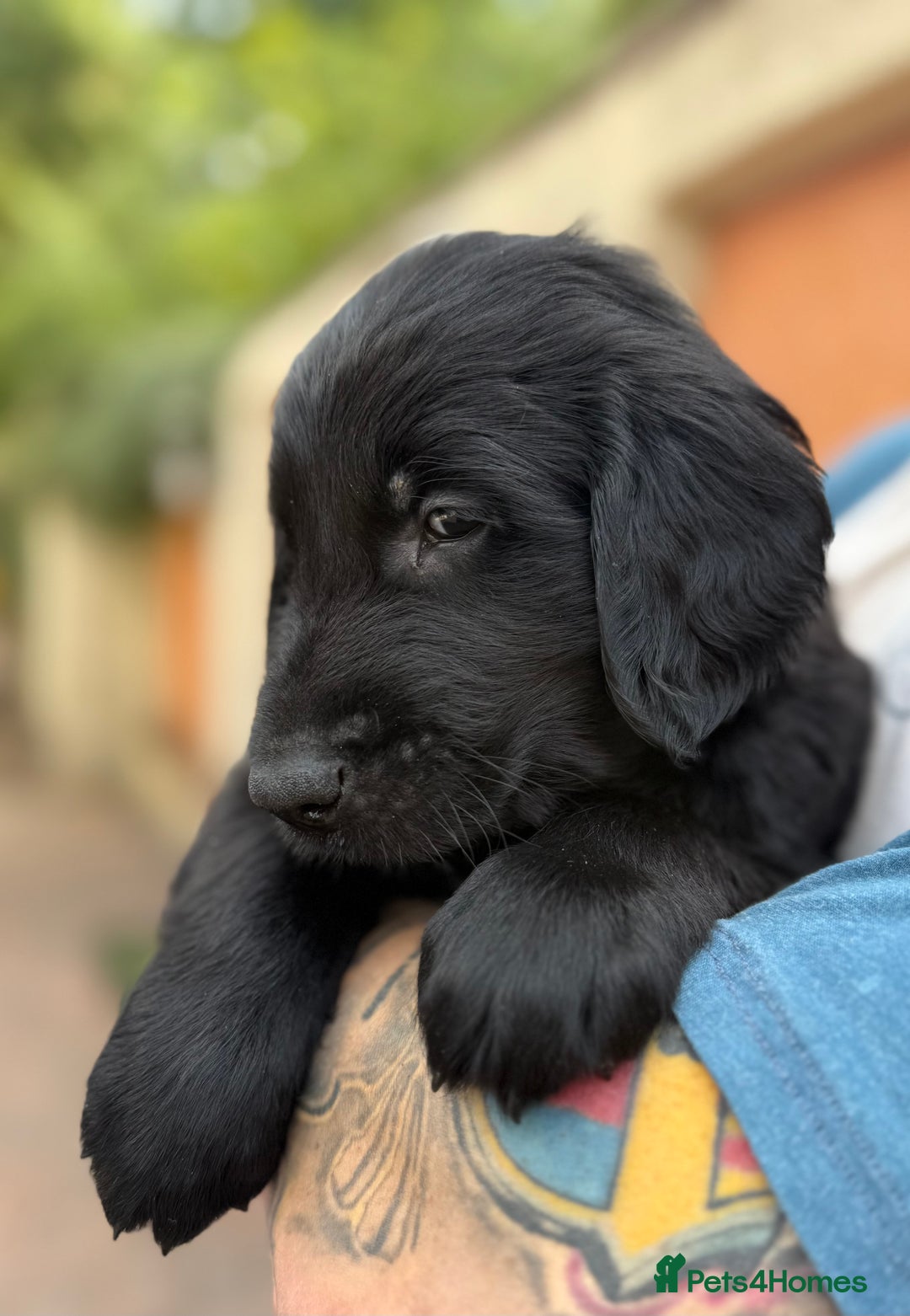 Flat coated Retriever dogs for sale: KC Registered puppies from outstanding parents. - Image 22
