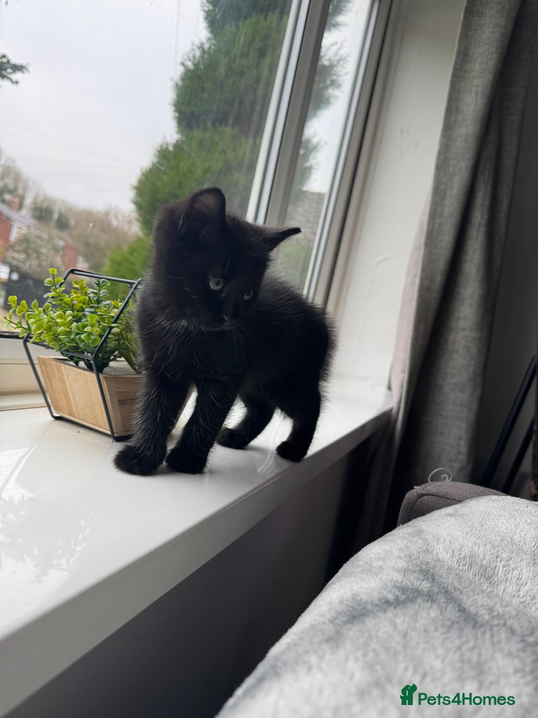 Mixed Breed cats for sale: 2 black male kittens for adoption  - Advert 3