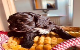 Cockapoo dogs for sale: Beautiful cockerpoos / Yankee doodles - Advert 3