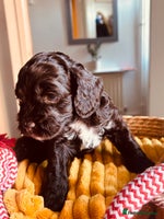 Cockapoo dogs Beautiful cockerpoos / Yankee doodles - Advert 8