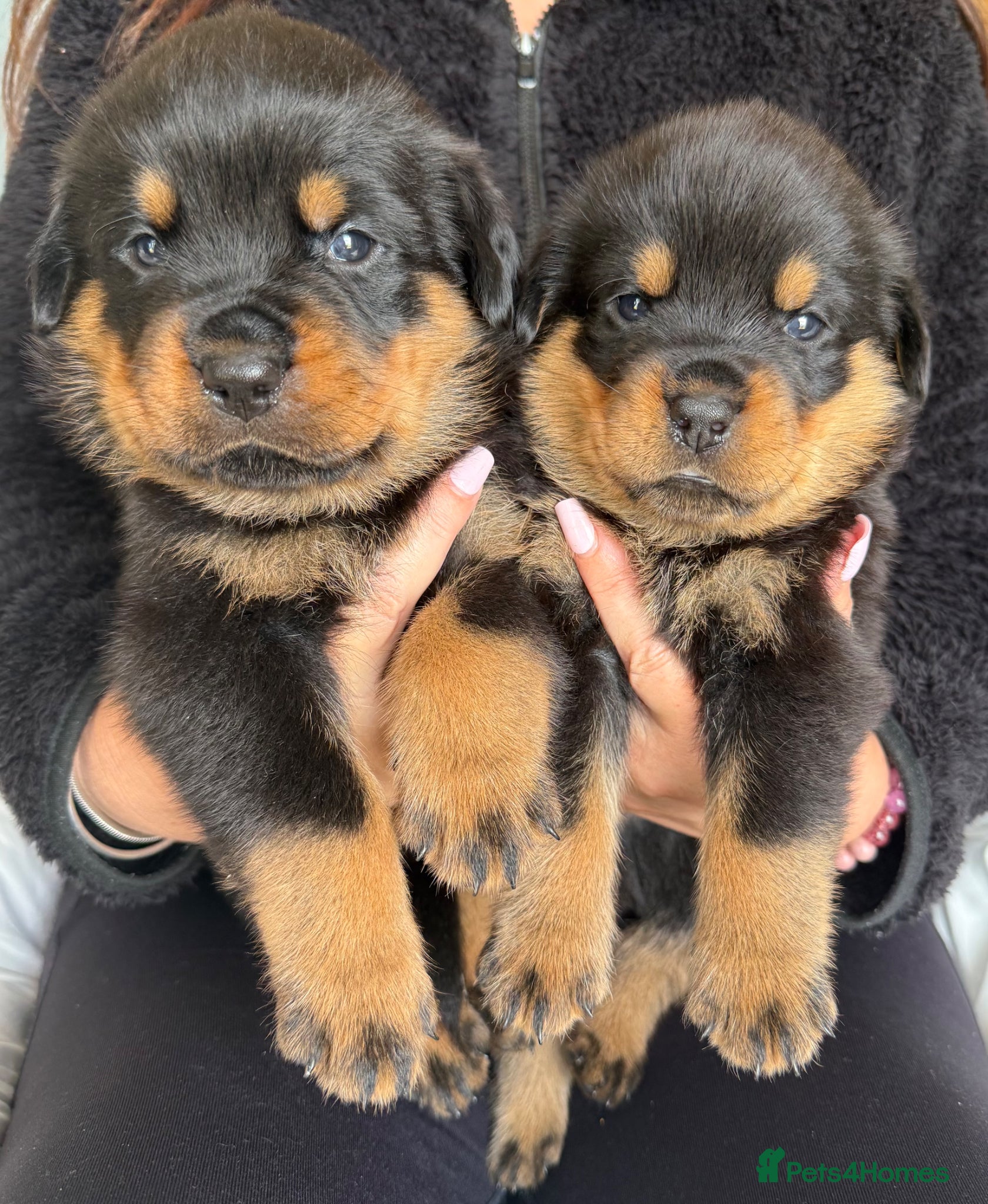 Rottweiler dogs 🐾 Beautiful Rottweiler Puppies 🐾 - Advert 20
