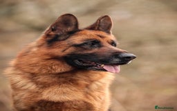 German Shepherd dogs for stud: KC Registered German Shepherd Stud in Stafford - Image 9