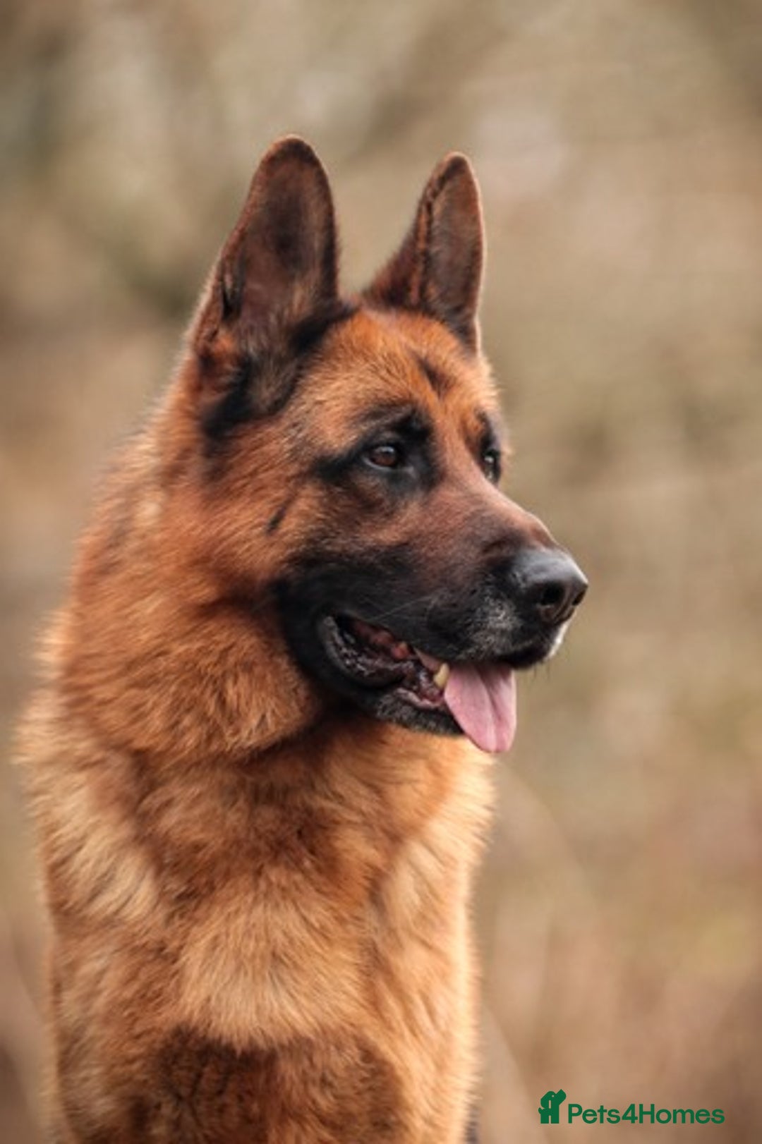 German Shepherd dogs for stud: KC Registered German Shepherd Stud in Stafford - Image 9