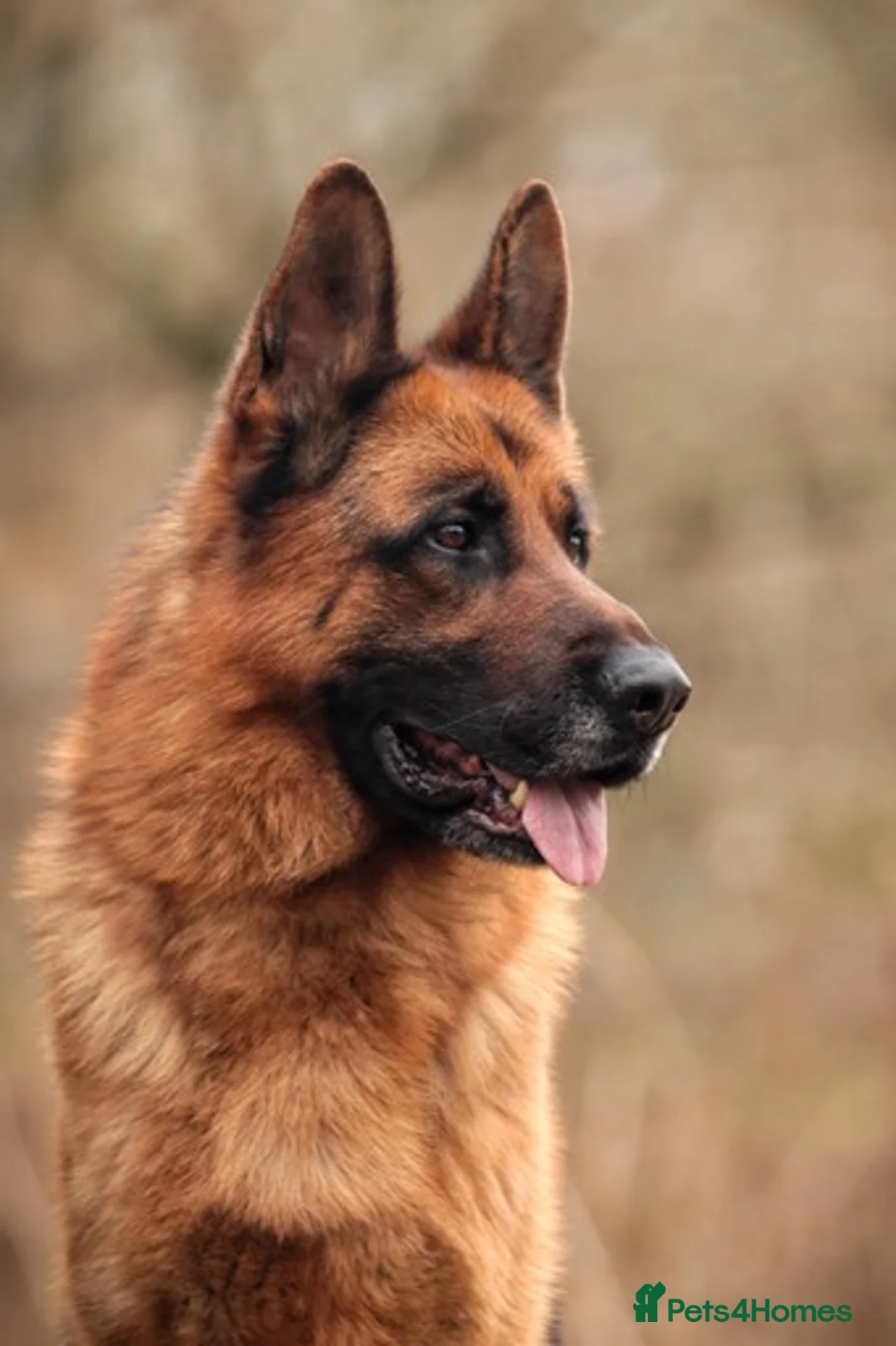 German Shepherd dogs for stud: KC Registered German Shepherd Stud in Stafford - Advert 9