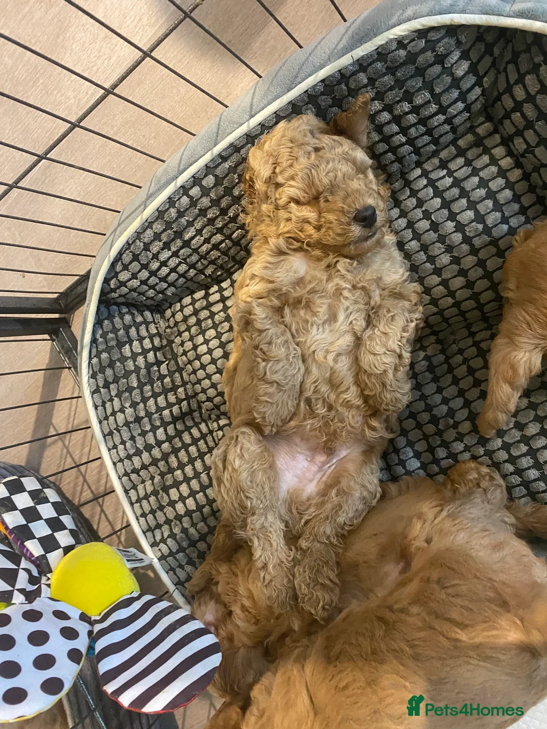 Mixed Breed dogs for sale: Miniature Double Doodles - Advert 2