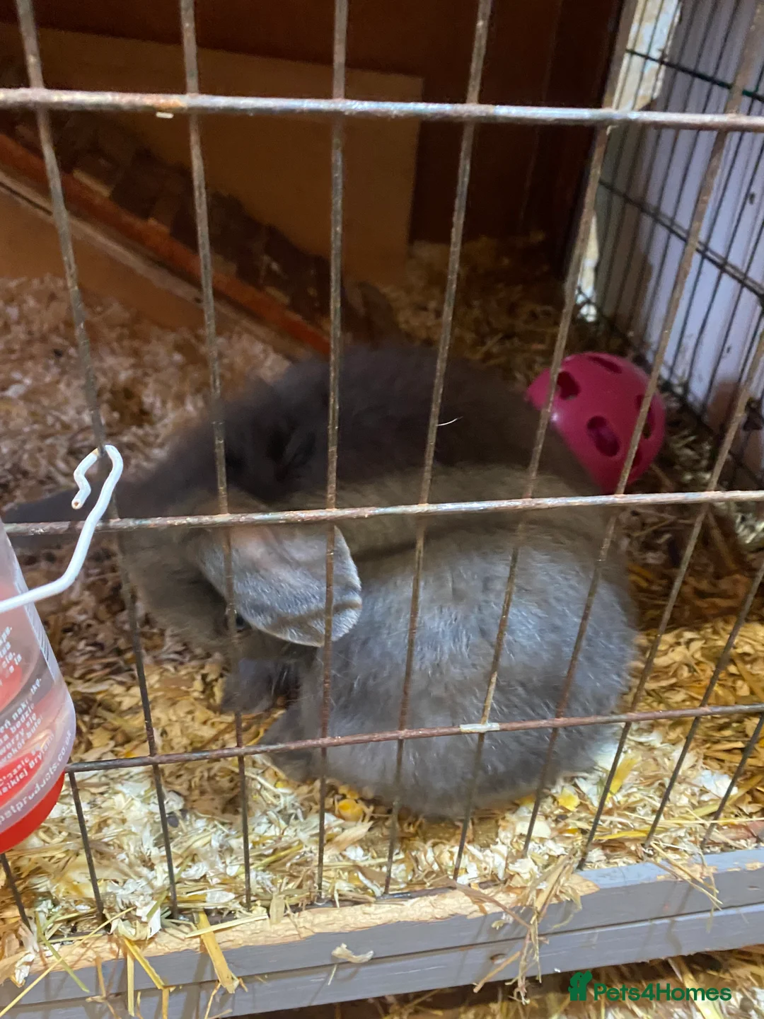 Mixed Breed rabbits for sale: Bunnys - Advert 1