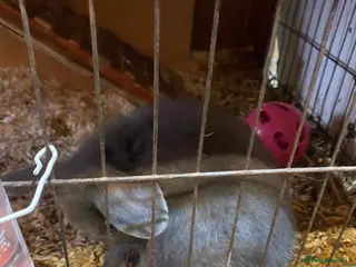 Mixed Breed rabbits Bunnys - Advert 1