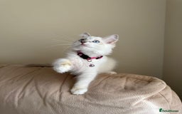 Ragdoll cats for sale: The Last Adorable Girl Ragdoll - Image 13