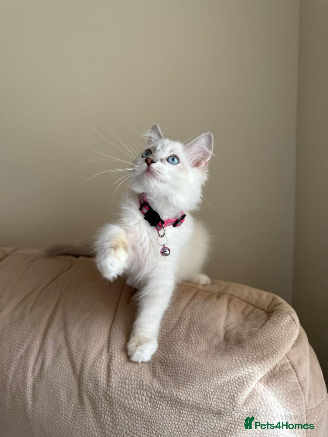 Ragdoll cats for sale: The Last Adorable Girl Ragdoll - Image 13