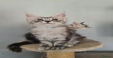 Maine Coon cats - Advert 13