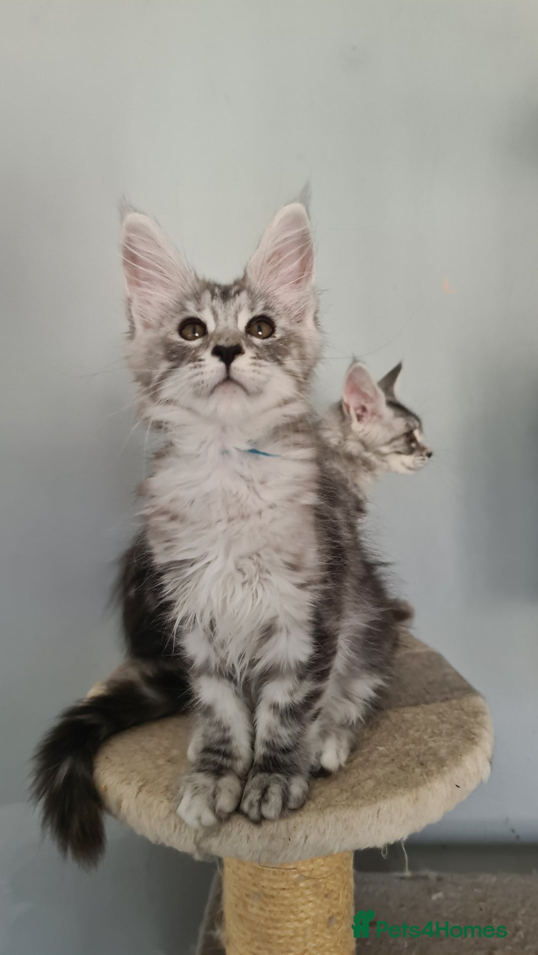 Maine Coon cats for sale: GCCF Registered - Maine Coon Kittens - Image 3